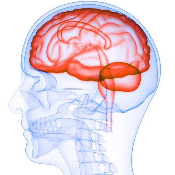 Анатомия Мозга Центральной Нервной Системы Человека — стоковое фото
