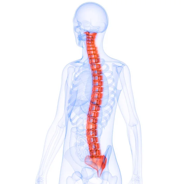 Columna Vertebral Médula Espinal Anatomía Del Sistema Esquelético Humano — Foto de Stock