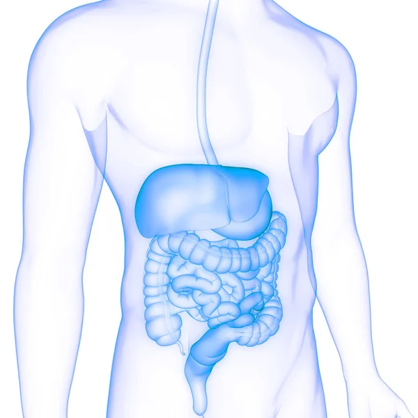 Anatomía Del Sistema Digestivo Humano — Foto de Stock