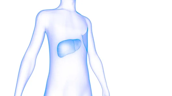 Anatomie Des Menschlichen Verdauungsorgans Leber — Stockfoto