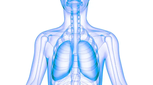 인간의 Human Respiratory System Lungs Anatomy — 스톡 사진