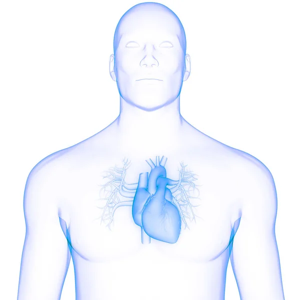 Anatomia Cardiaca Del Sistema Circolatorio Umano — Foto Stock