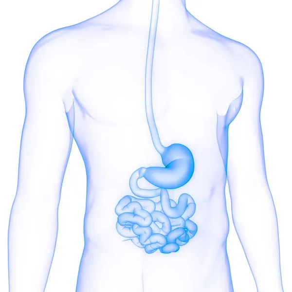 Nsan Sindirim Sistemi Anatomisi Boyut — Stok fotoğraf