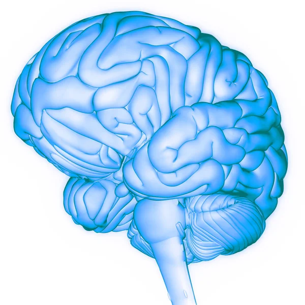 Anatomía Cerebral Del Sistema Nervioso Central Humano — Foto de Stock