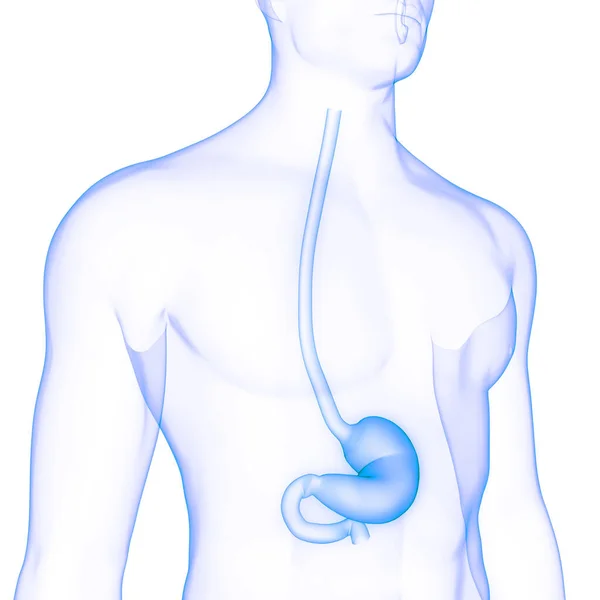 Людська Травна Система Дихальна Анатомія — стокове фото