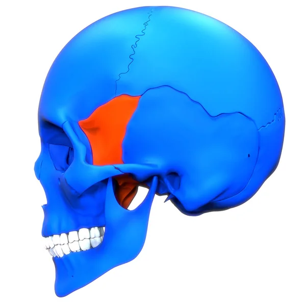 Ludzki System Szkieletowy Części Kości Czaszki Anatomia — Zdjęcie stockowe