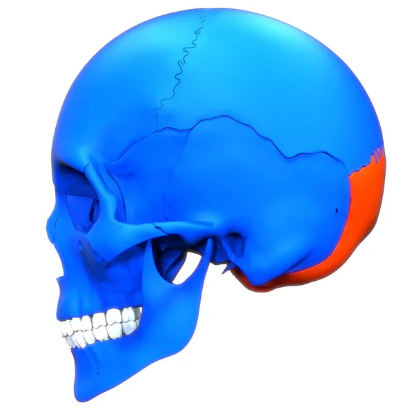 Ludzki System Szkieletowy Części Kości Czaszki Anatomia — Zdjęcie stockowe