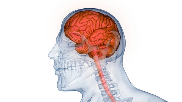 Ανθρώπινο Κεντρικό Νευρικό Σύστημα Ανατομία Του Εγκεφάλου — Φωτογραφία Αρχείου
