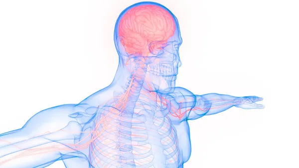 인간의 신경계 해부학 — 스톡 사진