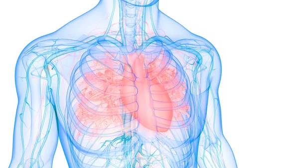 Anatomia Cardiaca Del Sistema Circolatorio Umano — Foto Stock