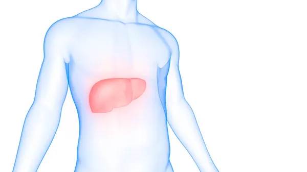 Ludzki Wewnętrzny Organ Trawienny Anatomia Wątroby — Zdjęcie stockowe