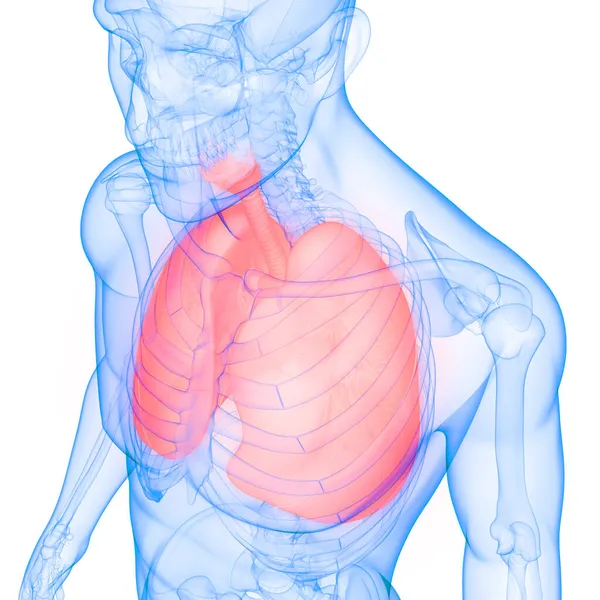 Nsan Solunum Sistemi Akciğerleri Anatomisi Boyut — Stok fotoğraf