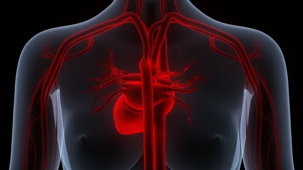 Ludzki Układ Krążenia Anatomia Serca — Zdjęcie stockowe