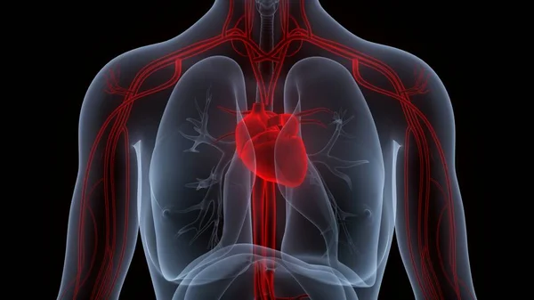 해부학 Human Circulatory System Heart Anatomy — 스톡 사진