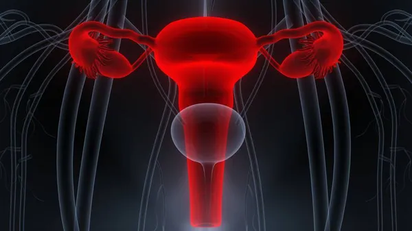 女性生殖系统与神经系统解剖 — 图库照片
