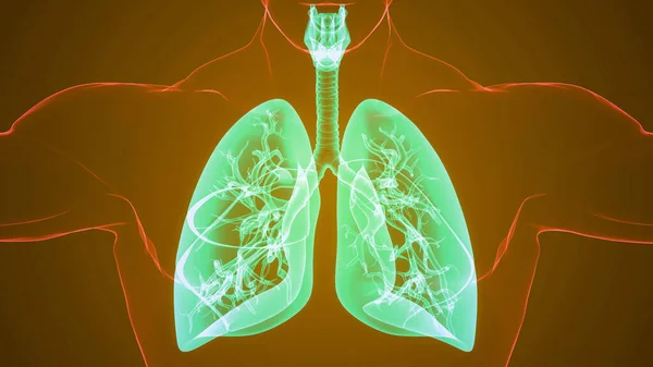 인간의 Human Respiratory System Lungs Anatomy — 스톡 사진