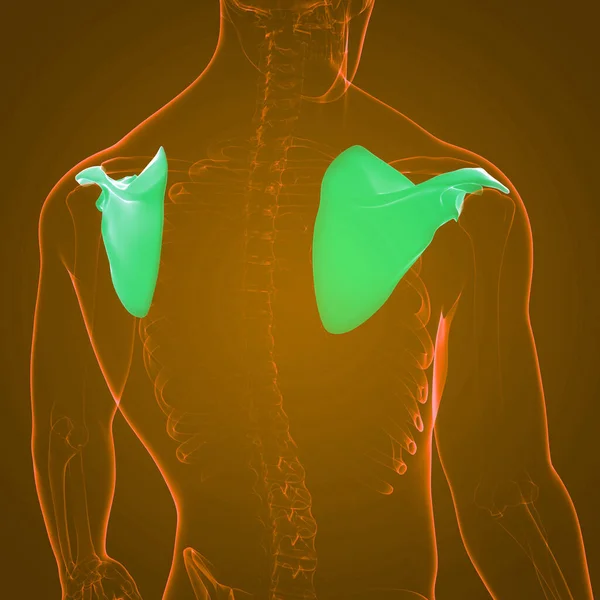 ヒトの骨格系小器官骨関節解剖学 — ストック写真
