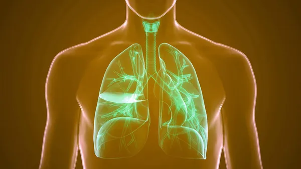 Anatomia Polmonare Del Sistema Respiratorio Umano — Foto Stock