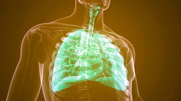 Anatomia Polmonare Del Sistema Respiratorio Umano — Foto Stock