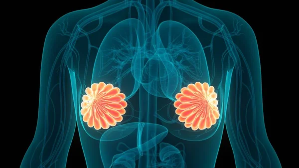 Human Female Body Organ (Mammary Gland). 3D - Illustration
