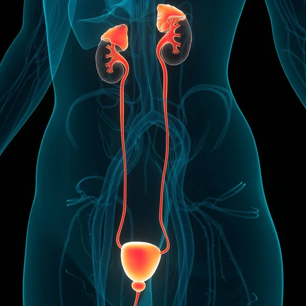 Anatomia Renale Del Sistema Urinario Umano — Foto Stock