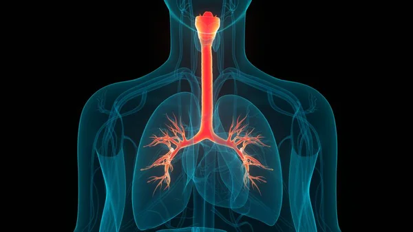 Анатомия Дыхательной Системы Человека — стоковое фото