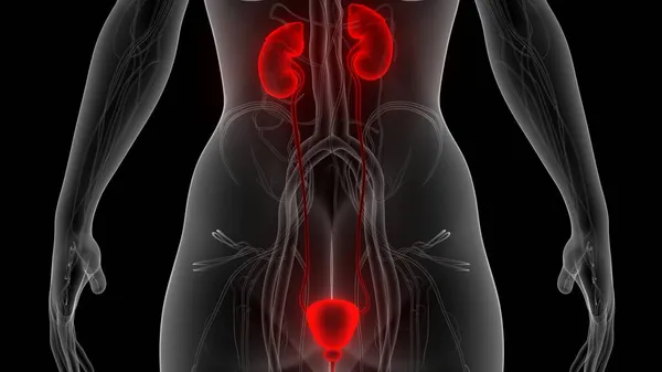 人类泌尿系统肾解剖 — 图库照片