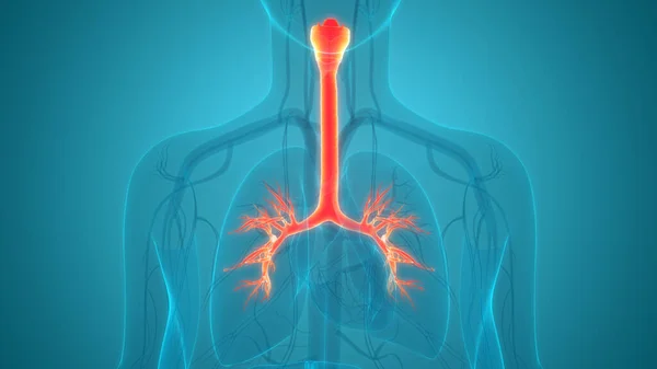 Анатомия Дыхательной Системы Человека — стоковое фото