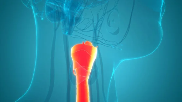 Nsan Solunum Sistemi Anatomisi Boyut — Stok fotoğraf