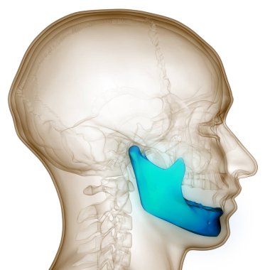 İnsan İskelet Sistemi Kafatası Kemiği Alt Çene Anatomisi. Üç Boyut