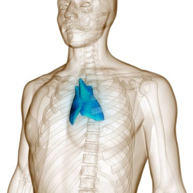 İnsan bezi timüs bezi anatomisi. Üç Boyut