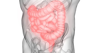 İnsan Sindirim Sistemi Anatomisi. Üç Boyut