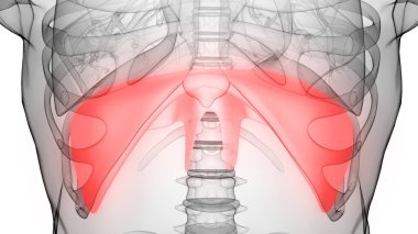 İnsan Diyaframı Anatomisi. 3B illüstrasyon 