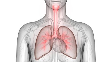 İnsan Dolaşım Sistemi Kalp Anatomisi. Üç Boyut