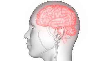 İnsan Merkezi Sinir Sistemi Beyin Anatomisi. 3d