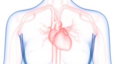İnsan Dolaşım Sistemi Kalp Anatomisi. Üç Boyut