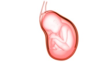 Anatomideki insan fetüs bebeği. Üç Boyut