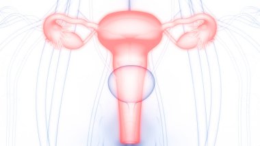 Kadın Üreme Sistemi Anatomisi. Üç Boyut