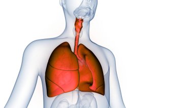İnsan Solunum Sistemi Akciğerleri Anatomisi. Üç Boyut