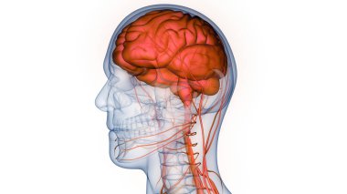 İnsan Merkezi Sinir Sistemi Beyin Anatomisi. 3d