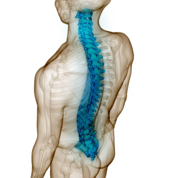 Spinal Cord Vertebral Column Human Skeleton System Anatomy 약자이다 — 스톡 사진