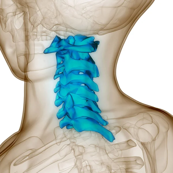 Anatomia Rdzenia Kręgowego Kręgi Szyjne Ilustracja — Zdjęcie stockowe