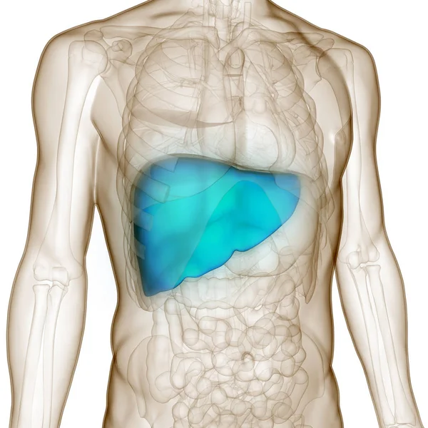 Human Internal Digestive Organ Liver Anatomy Inglés —  Fotos de Stock