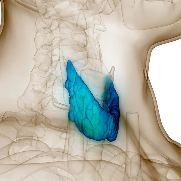 Anatomie Der Schilddrüse Des Menschen — Stockfoto