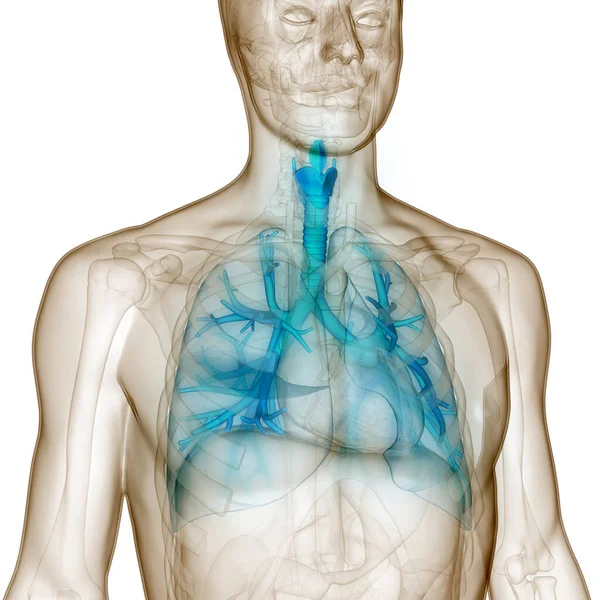 Anatomia Polmonare Del Sistema Respiratorio Umano — Foto Stock