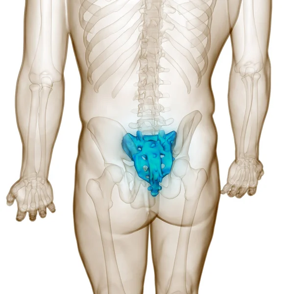 Páteřní Páteř Páteře Anatomie Lidského Kosterního Systému — Stock fotografie