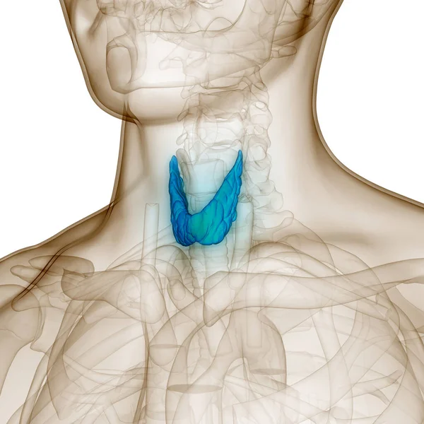 Human Body Glands Thyroid Gland Anatomy — Stock Photo, Image