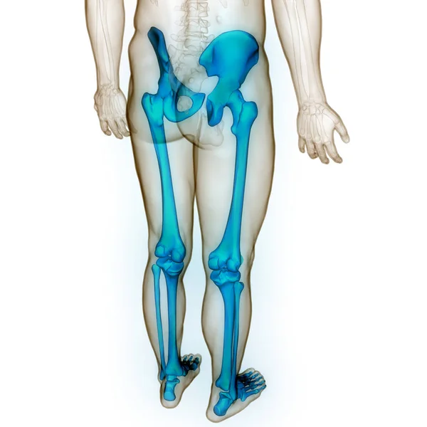 人类骨骼系统下肢骨节解剖 — 图库照片