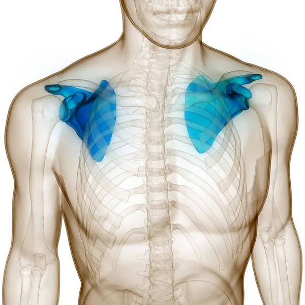 Lidský Kosterní Systém Anatomie Páskových Pásků — Stock fotografie