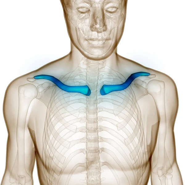 Human Skeleton System Clavicle Bone Joints Anatomy 3Dcollarbone Claviclebiol Proscapula — стокове фото